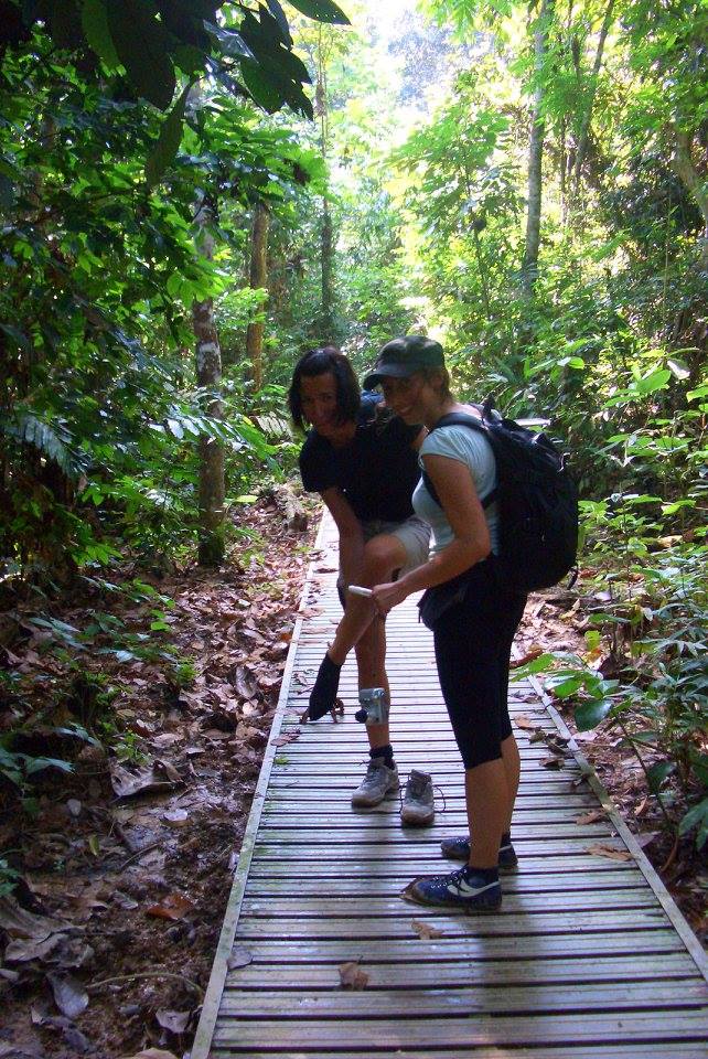 sanguisuga in malesia