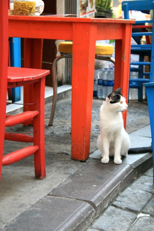 un gatto fra i tavoli di un ristorante all'aperto - Istanbul la città dei gatti